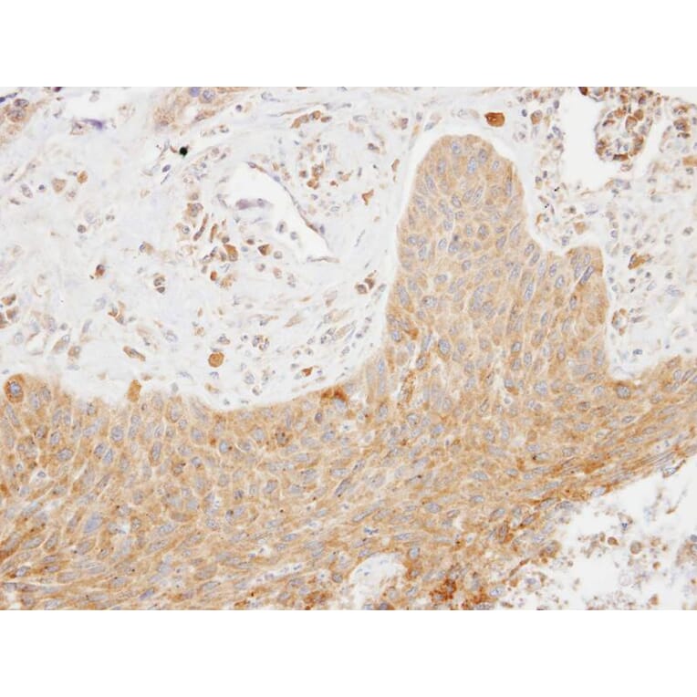 Immunohistochemistry - SCAP2 antibody from Signalway Antibody (22390) - Antibodies.com