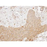 Immunohistochemistry - SCAP2 antibody from Signalway Antibody (22390) - Antibodies.com