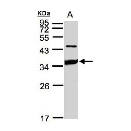 ICAM2 antibody from Signalway Antibody (22396) - Antibodies.com