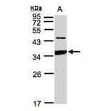 ICAM2 antibody from Signalway Antibody (22396) - Antibodies.com