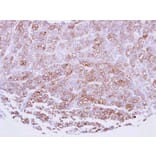 Immunohistochemistry - ICAM2 antibody from Signalway Antibody (22396) - Antibodies.com