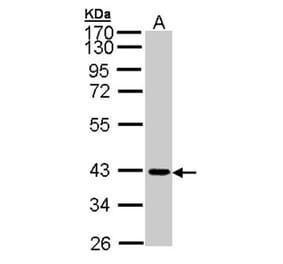 JAM-B antibody from Signalway Antibody (22452) - Antibodies.com