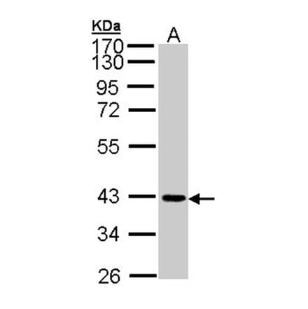 JAM-B antibody from Signalway Antibody (22452) - Antibodies.com