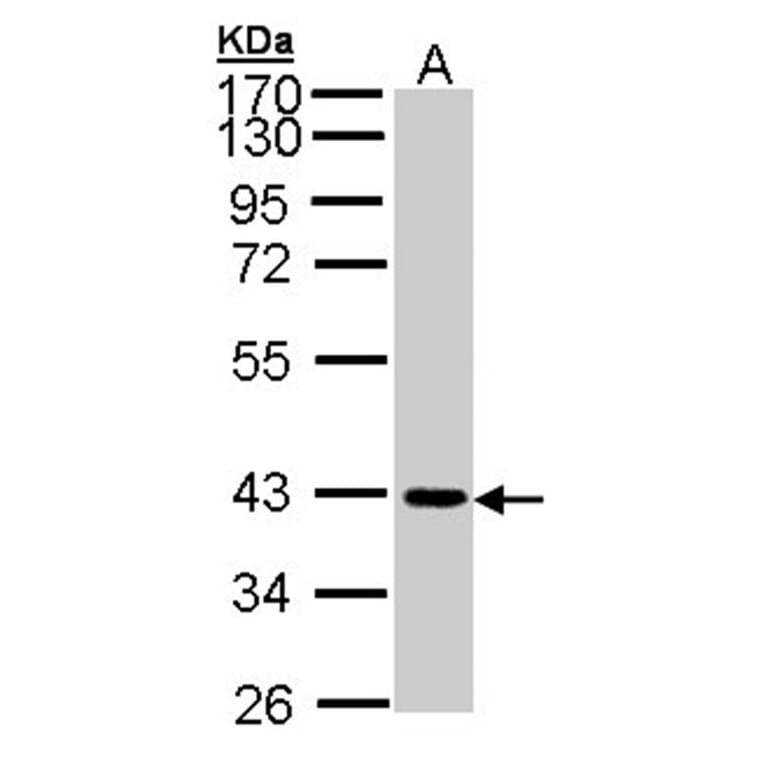 JAM-B antibody from Signalway Antibody (22452) - Antibodies.com