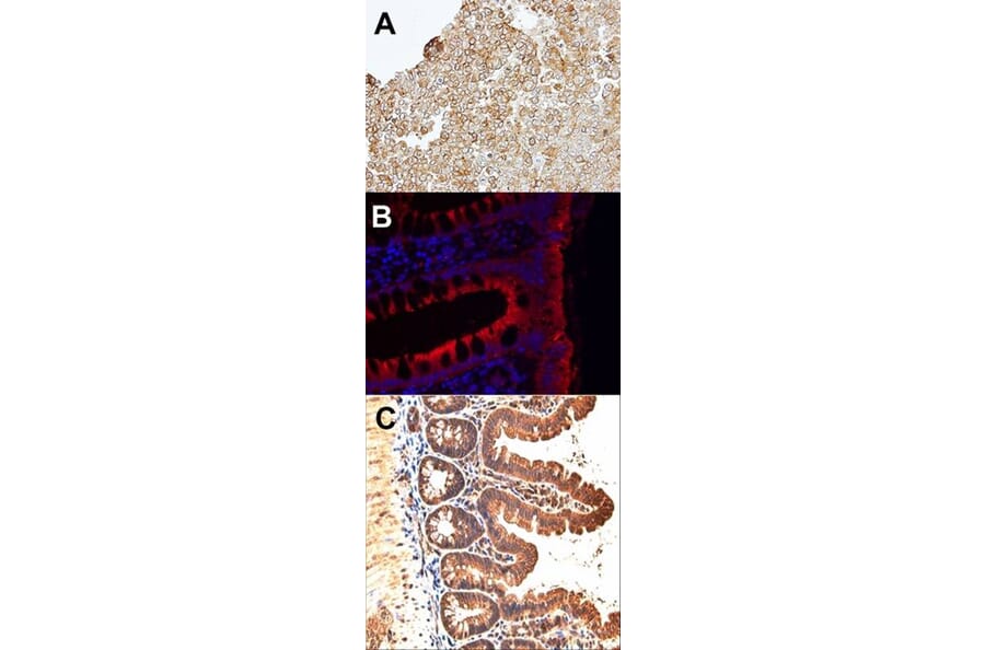 Immunohistochemistry - JAM-B antibody from Signalway Antibody (22452) - Antibodies.com