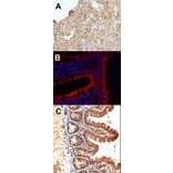 Immunohistochemistry - JAM-B antibody from Signalway Antibody (22452) - Antibodies.com