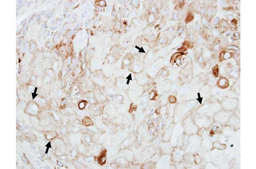 Immunohistochemistry - GIPC1 antibody from Signalway Antibody (22473) - Antibodies.com