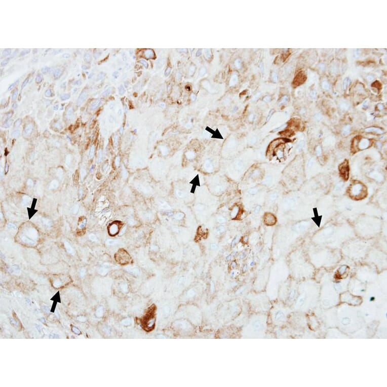 Immunohistochemistry - GIPC1 antibody from Signalway Antibody (22473) - Antibodies.com