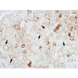 Immunohistochemistry - GIPC1 antibody from Signalway Antibody (22473) - Antibodies.com
