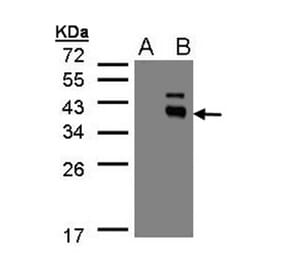 Western blot - PPM1K antibody from Signalway Antibody (22478) - Antibodies.com