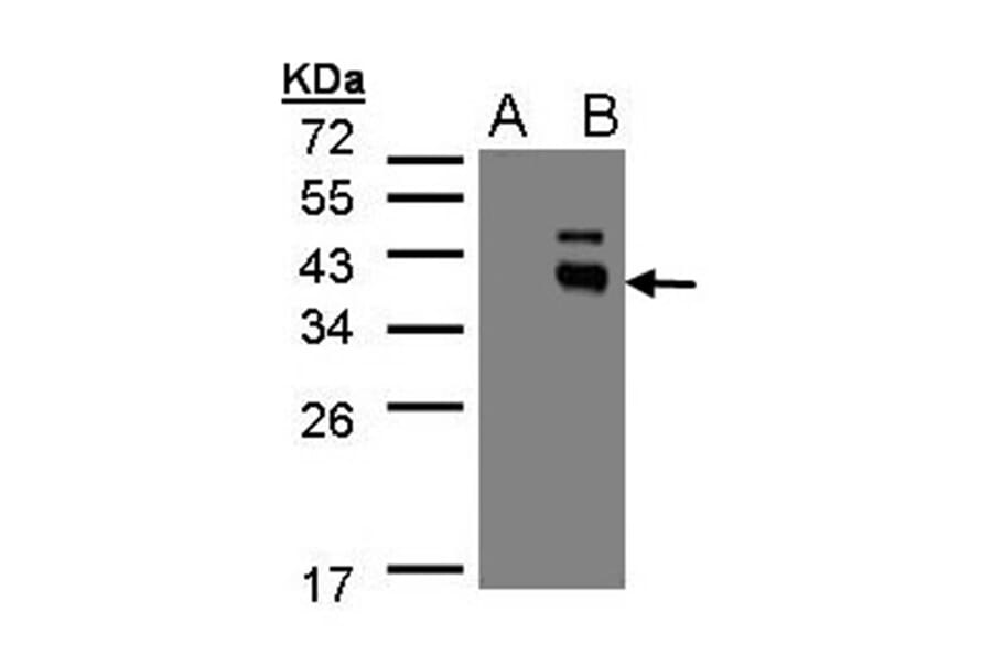 Western blot - PPM1K antibody from Signalway Antibody (22478) - Antibodies.com