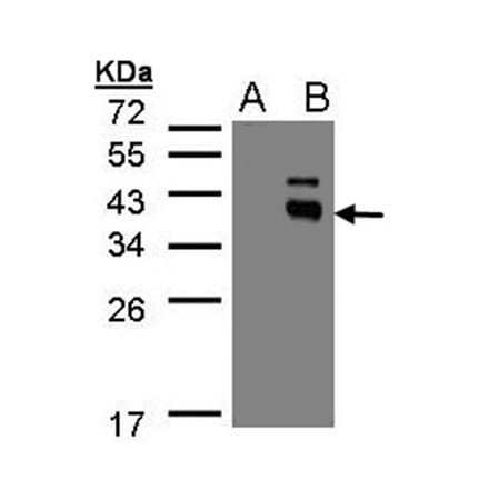 Western blot - PPM1K antibody from Signalway Antibody (22478) - Antibodies.com