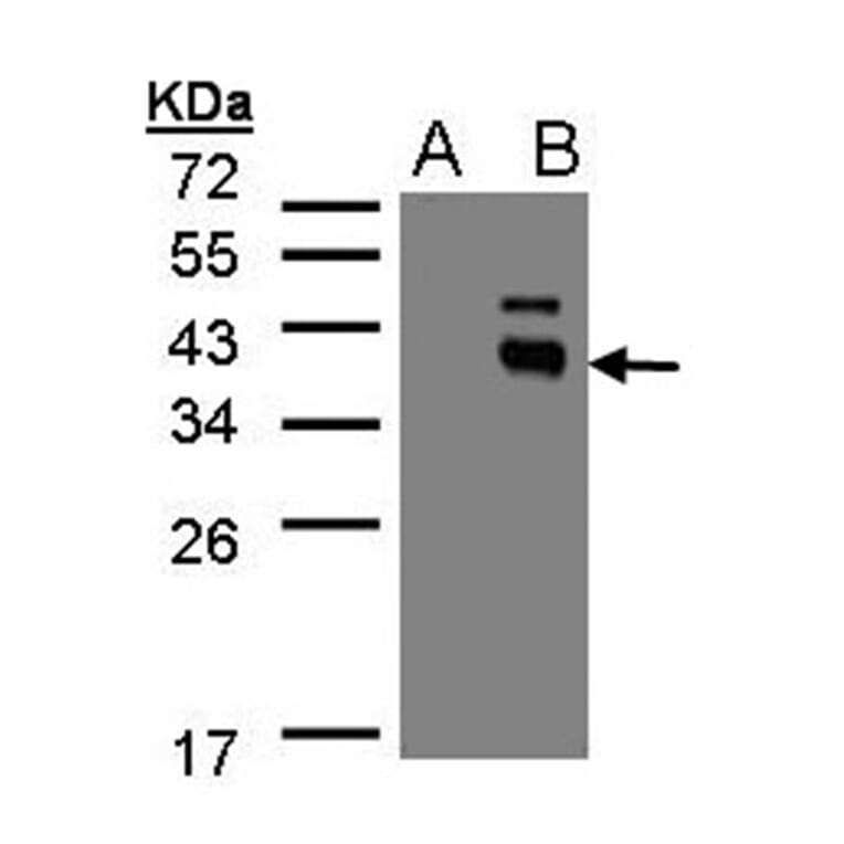 Western blot - PPM1K antibody from Signalway Antibody (22478) - Antibodies.com