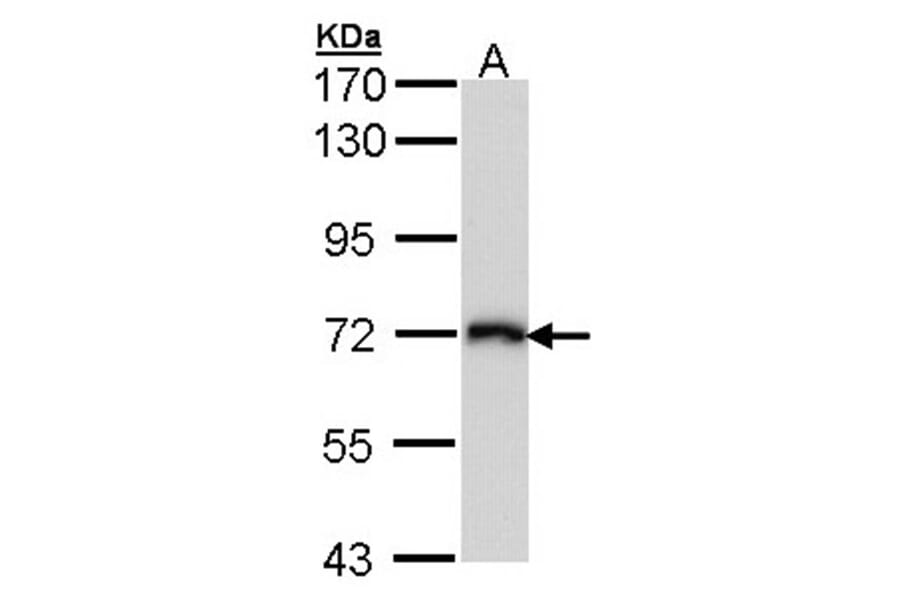 CD98 antibody from Signalway Antibody (22481) - Antibodies.com