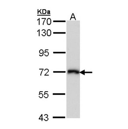 CD98 antibody from Signalway Antibody (22481) - Antibodies.com
