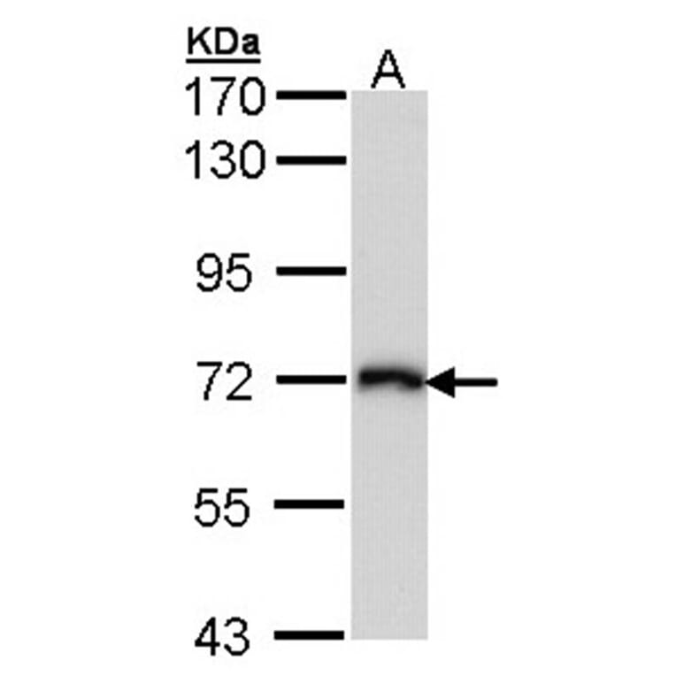 CD98 antibody from Signalway Antibody (22481) - Antibodies.com