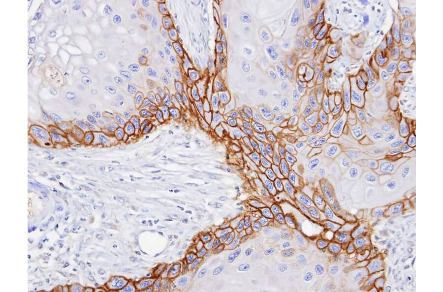 Immunohistochemistry - CD98 antibody from Signalway Antibody (22481) - Antibodies.com