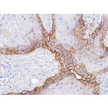 Immunohistochemistry - CD98 antibody from Signalway Antibody (22481) - Antibodies.com