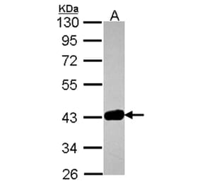GRAP2 antibody from Signalway Antibody (22482) - Antibodies.com