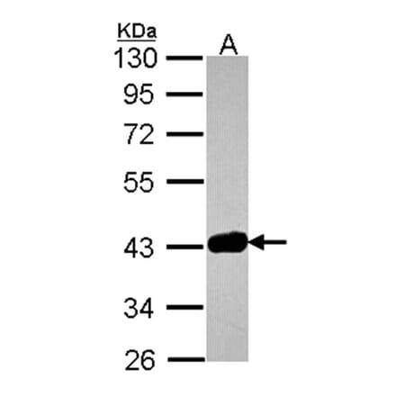 GRAP2 antibody from Signalway Antibody (22482) - Antibodies.com