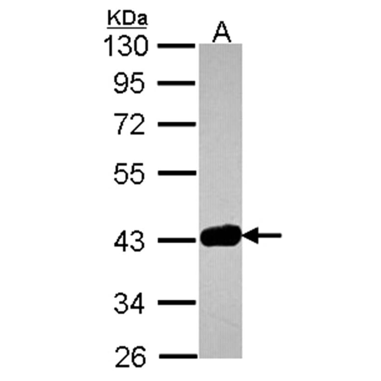 GRAP2 antibody from Signalway Antibody (22482) - Antibodies.com