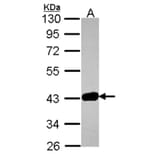 GRAP2 antibody from Signalway Antibody (22482) - Antibodies.com