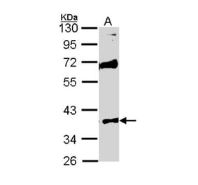 MST4 antibody from Signalway Antibody (22487) - Antibodies.com