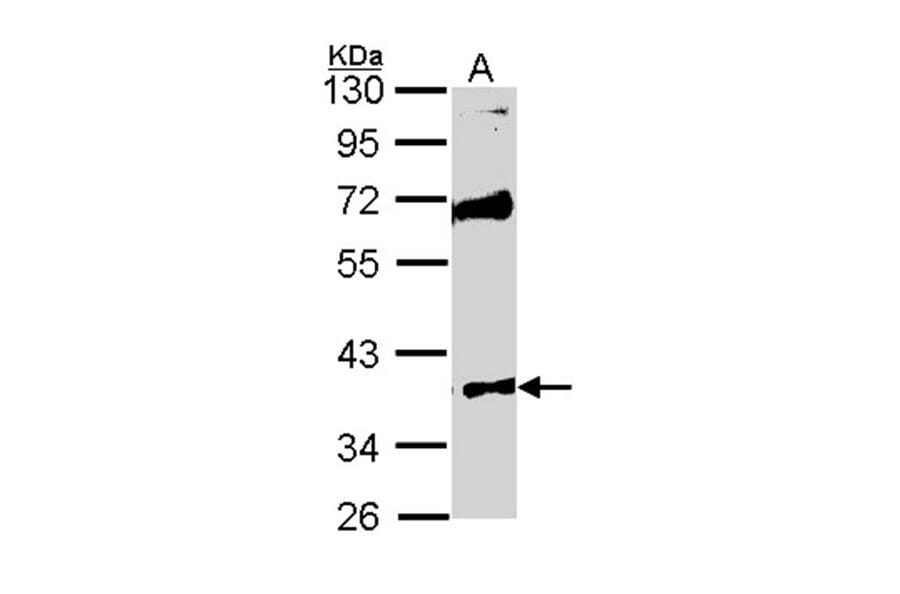 MST4 antibody from Signalway Antibody (22487) - Antibodies.com