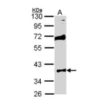 MST4 antibody from Signalway Antibody (22487) - Antibodies.com