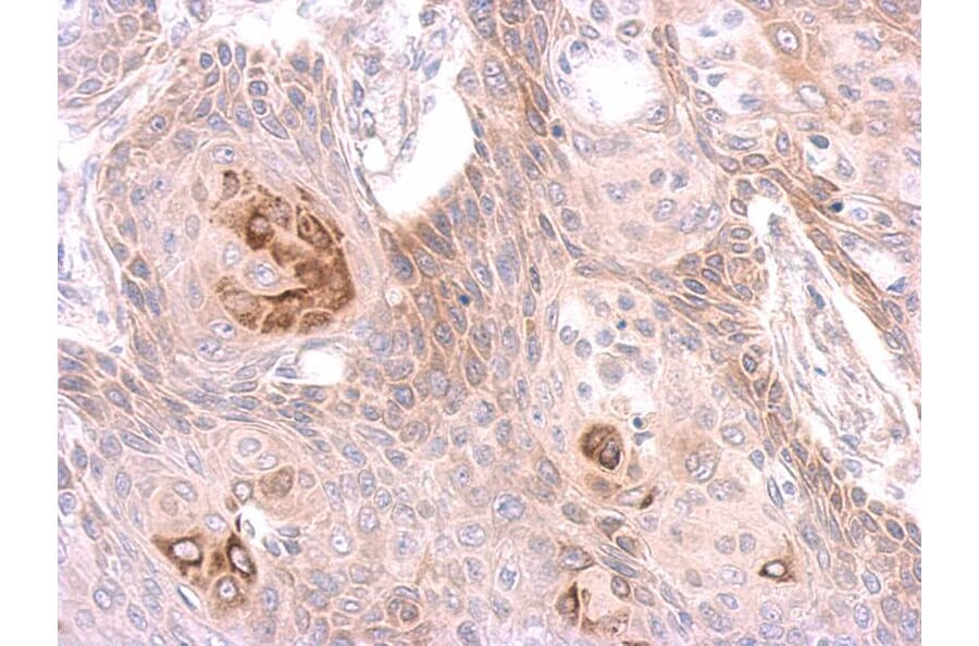Immunohistochemistry - MST4 antibody from Signalway Antibody (22487) - Antibodies.com
