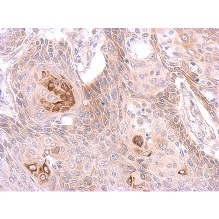 Immunohistochemistry - MST4 antibody from Signalway Antibody (22487) - Antibodies.com
