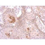 Immunohistochemistry - MST4 antibody from Signalway Antibody (22487) - Antibodies.com