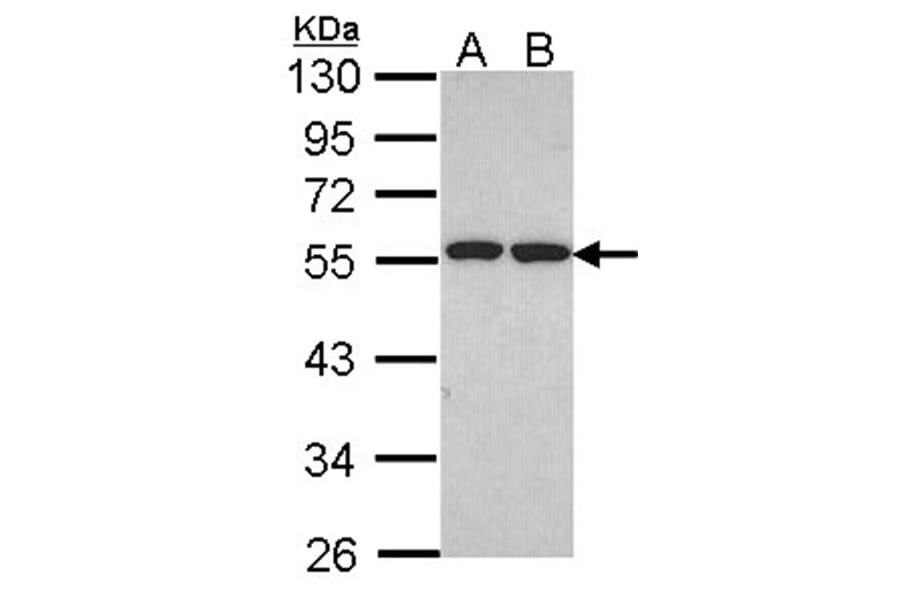 ETEA antibody from Signalway Antibody (22493) - Antibodies.com