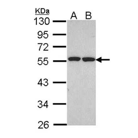 ETEA antibody from Signalway Antibody (22493) - Antibodies.com