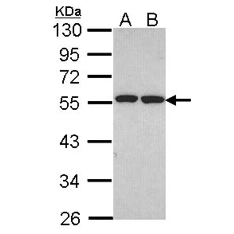 ETEA antibody from Signalway Antibody (22493) - Antibodies.com