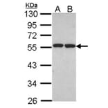 ETEA antibody from Signalway Antibody (22493) - Antibodies.com