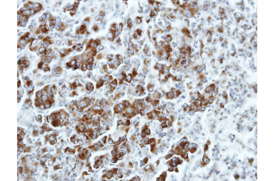 Immunohistochemistry - ETEA antibody from Signalway Antibody (22493) - Antibodies.com