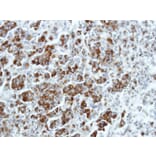 Immunohistochemistry - ETEA antibody from Signalway Antibody (22493) - Antibodies.com