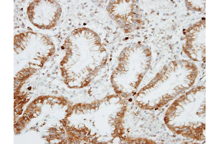 Immunohistochemistry - RGS14 antibody from Signalway Antibody (22500) - Antibodies.com