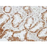 Immunohistochemistry - RGS14 antibody from Signalway Antibody (22500) - Antibodies.com