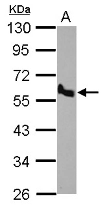 样本(30微g全细胞解析)H129910%SDSPAGE初级抗体稀释