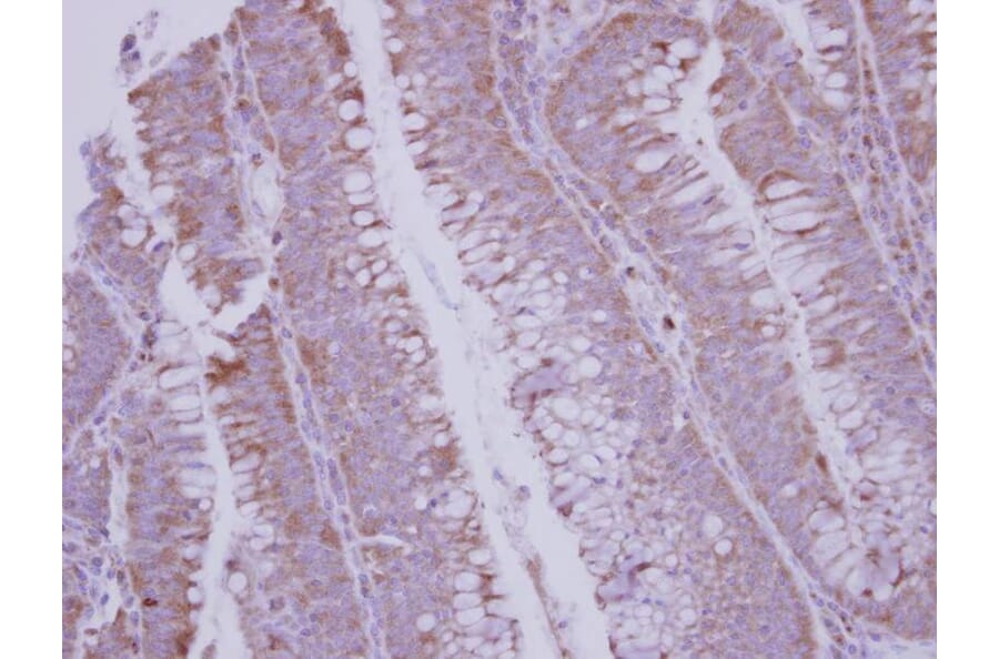 Immunohistochemistry - BMP10 antibody from Signalway Antibody (22534) - Antibodies.com