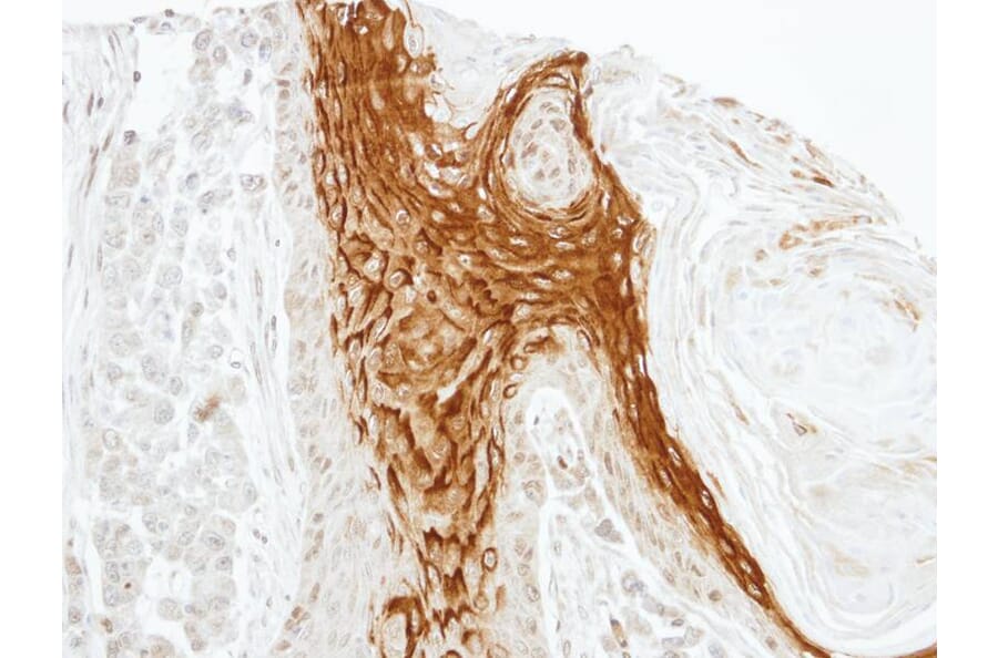 Immunohistochemistry - RAMP2 antibody from Signalway Antibody (22553) - Antibodies.com