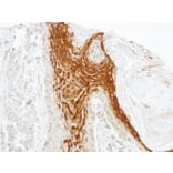 Immunohistochemistry - RAMP2 antibody from Signalway Antibody (22553) - Antibodies.com