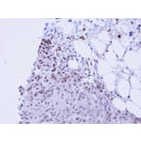 Immunohistochemistry - SSRP1 antibody from Signalway Antibody (22578) - Antibodies.com