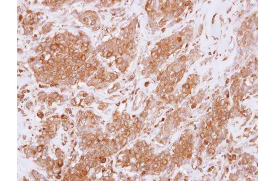 Immunohistochemistry - RGS10 antibody from Signalway Antibody (22586) - Antibodies.com