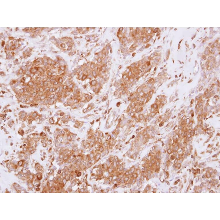 Immunohistochemistry - RGS10 antibody from Signalway Antibody (22586) - Antibodies.com