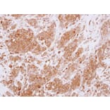 Immunohistochemistry - RGS10 antibody from Signalway Antibody (22586) - Antibodies.com