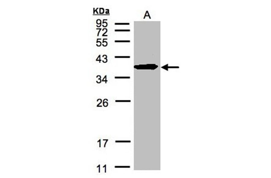 SPFH2 antibody from Signalway Antibody (22588) - Antibodies.com