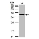SPFH2 antibody from Signalway Antibody (22588) - Antibodies.com
